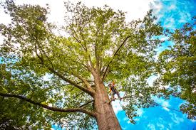 Best Utility Line Clearance  in Leisure World, MD