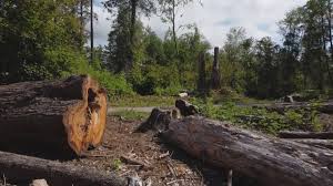 Leisure World, MD Tree Care Company