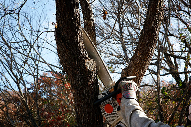 How Our Tree Care Process Works  in  Leisure World, MD