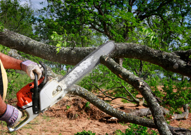 Best Stump Grinding and Removal  in Leisure World, MD